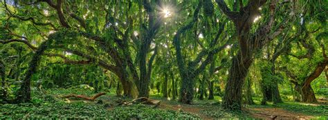 The Mavical Enchanted Forest: A Nature Lover's Paradise in Maui